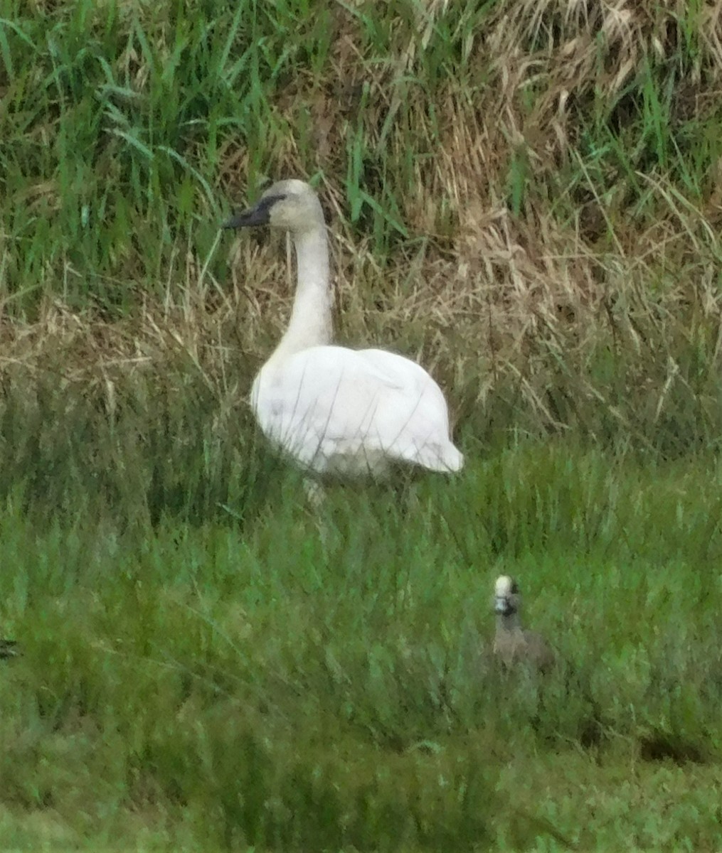 Tundra Swan - Charles Fredsall