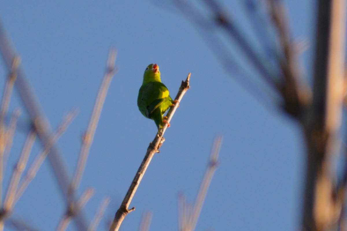 Yellow-chevroned Parakeet - ML435529121