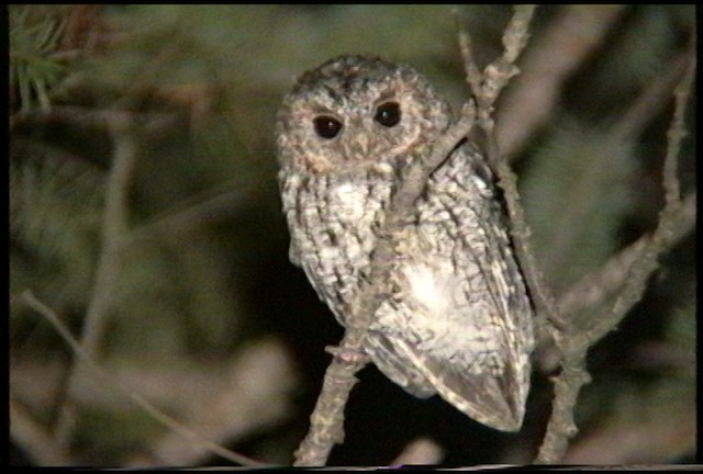 Flammulated Owl - ML435531