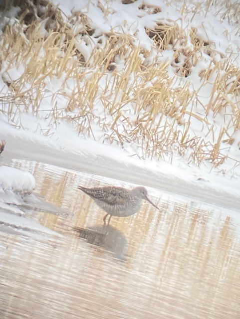 Greater Yellowlegs - ML435531061