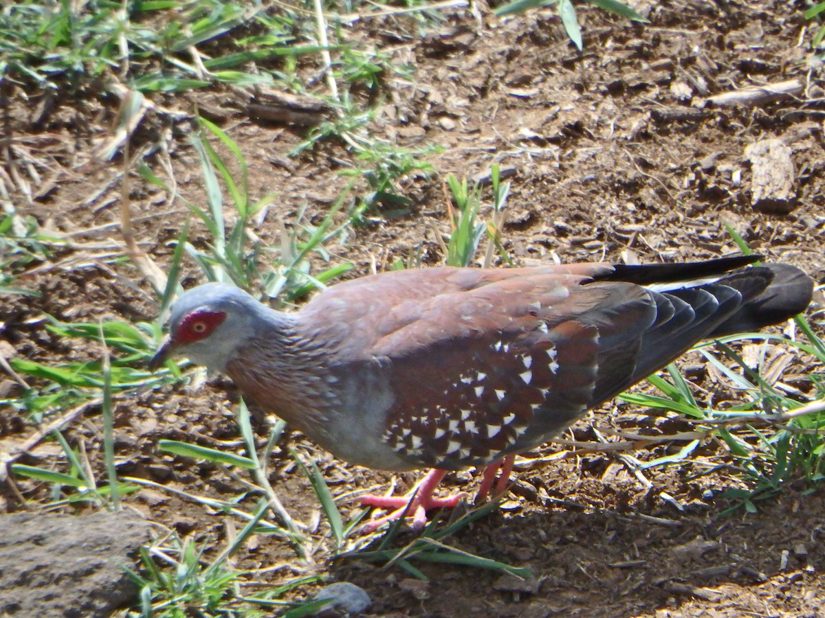 Speckled Pigeon - Bill Ypsilantis