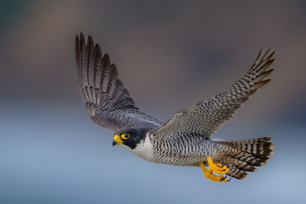 Peregrine Falcon - ML435533551