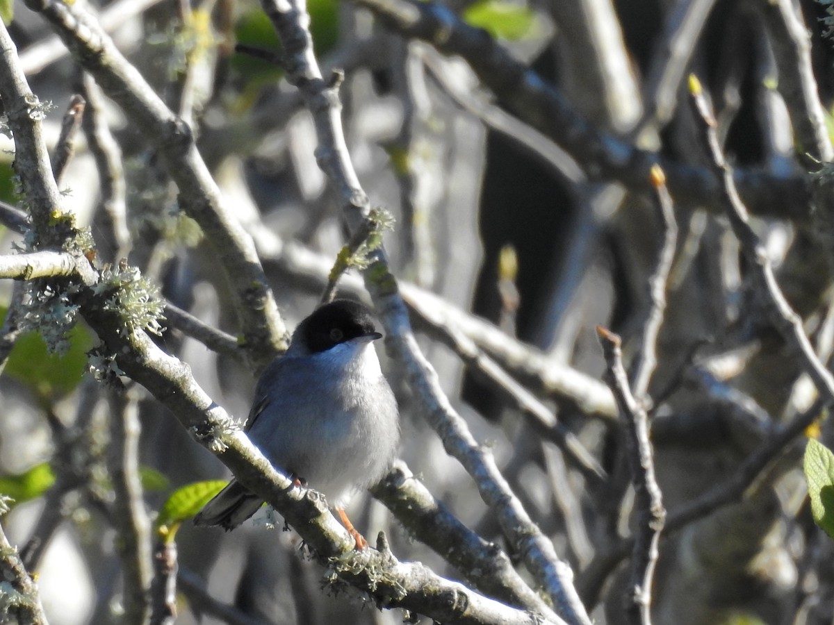 Sardinian Warbler - ML43553421