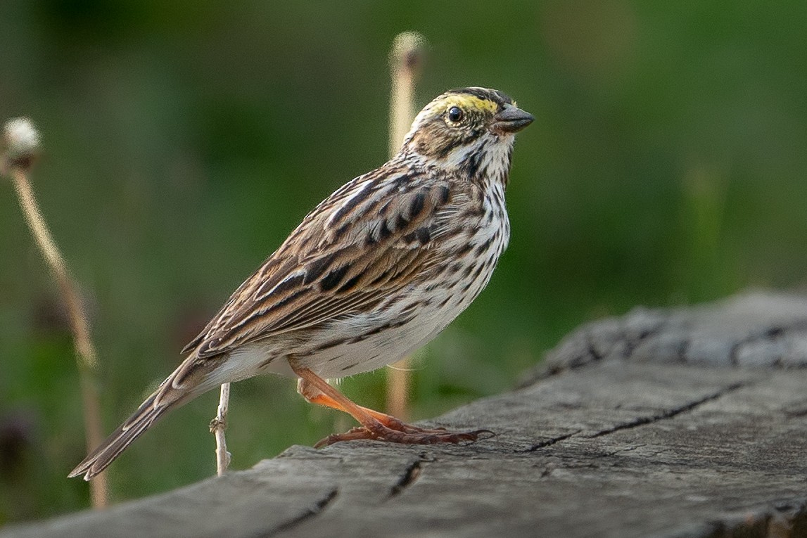 Savannah Sparrow - ML435534281