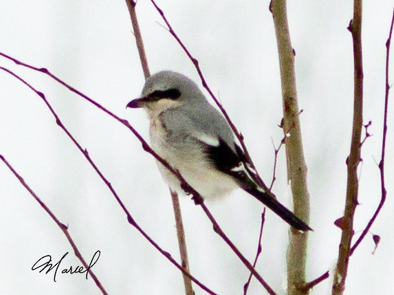 Northern Shrike - ML43553441