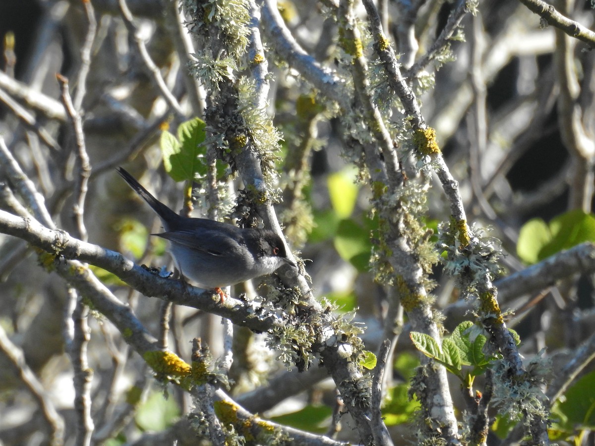 Curruca Cabecinegra - ML43553471