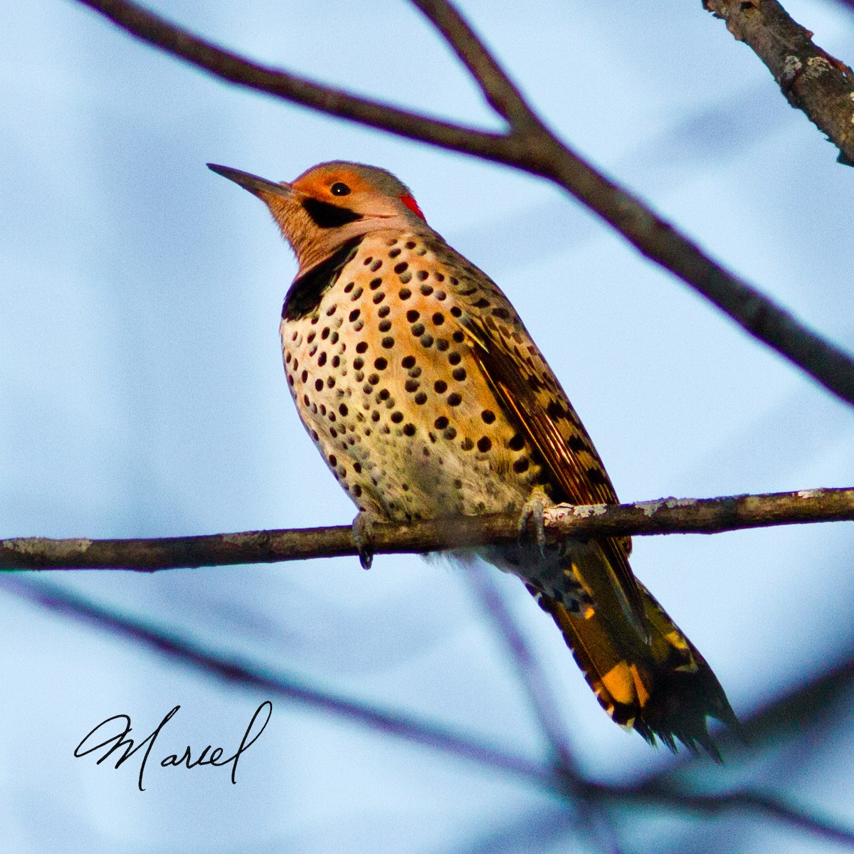 Northern Flicker - Marcel Lebeau