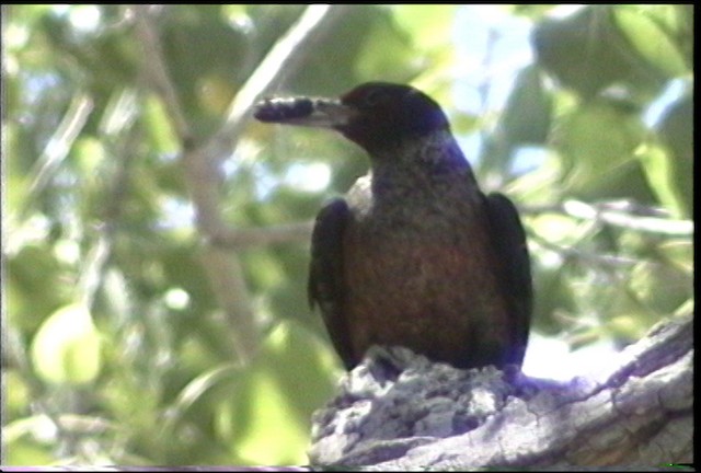 Carpintero de Lewis - ML435539