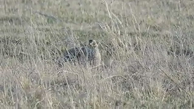 Sharp-tailed Grouse - ML435539621