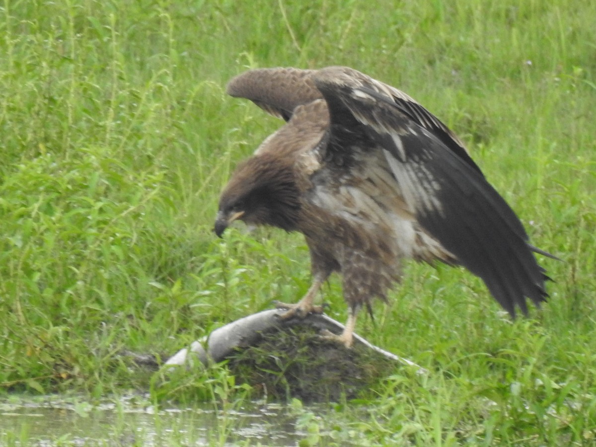 Pallas's Fish-Eagle - Suri Babu Gummalla