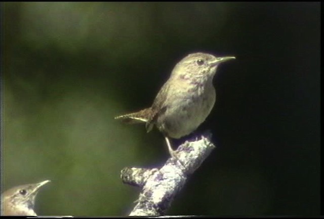 Troglodyte familier (groupe aedon) - ML435543