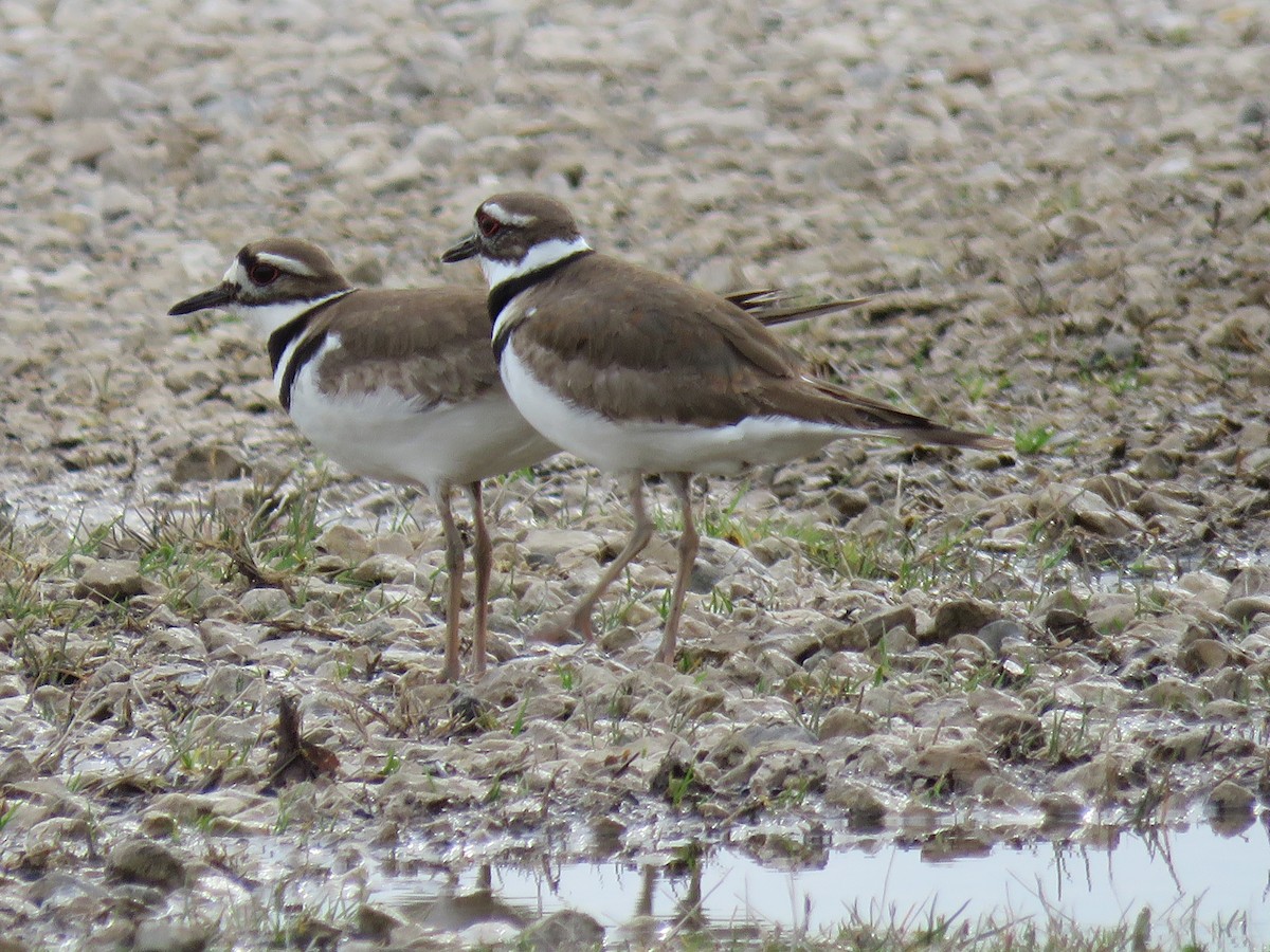 Killdeer - ML435544481