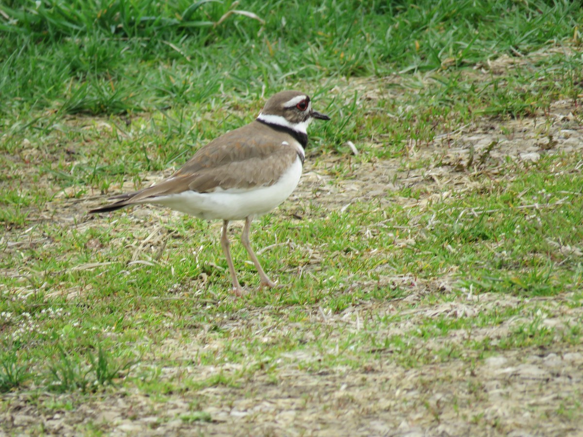 Killdeer - ML435544721