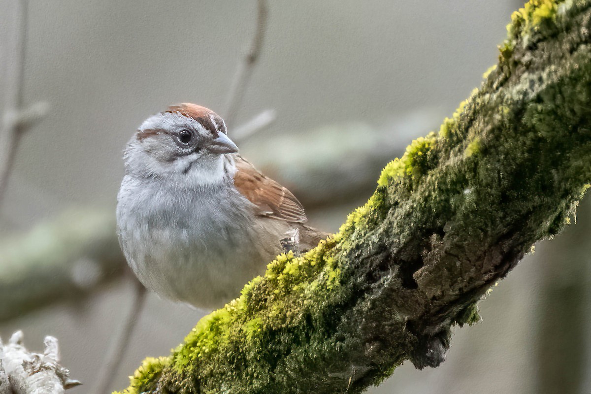 Swamp Sparrow - ML435545041