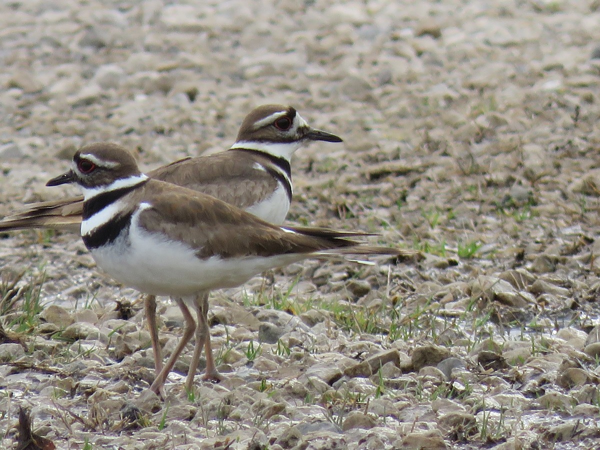 Killdeer - ML435545131