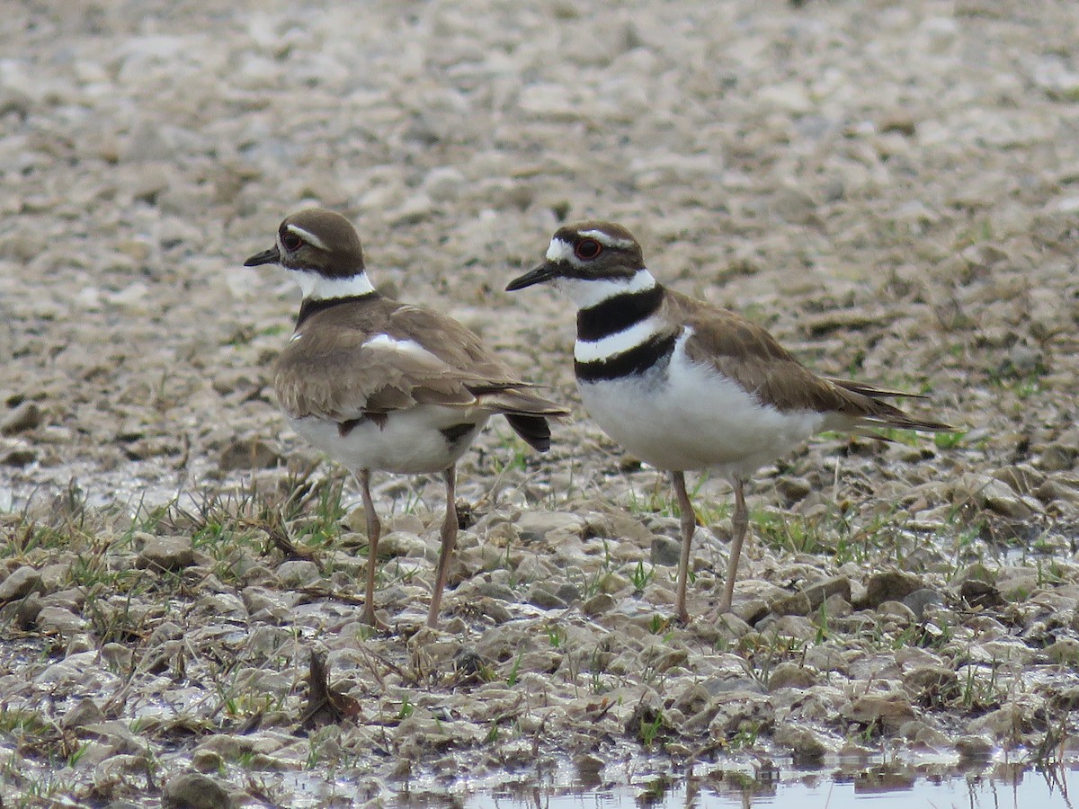 Killdeer - ML435545161