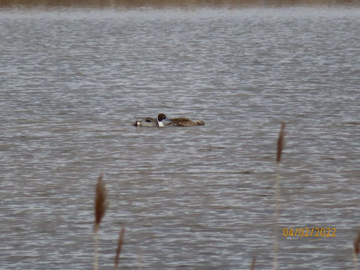 Northern Pintail - ML435545711