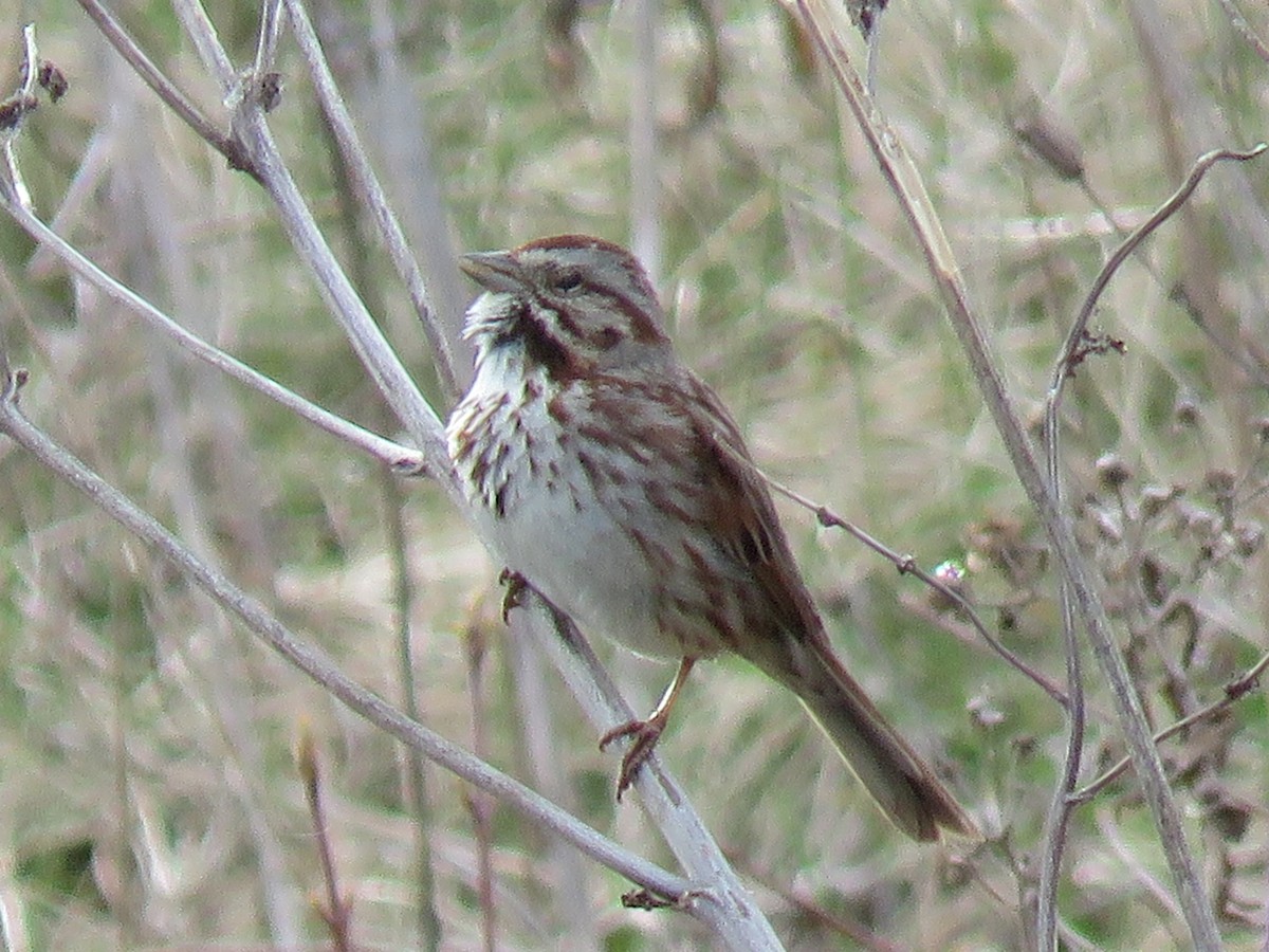 Song Sparrow - ML435546181