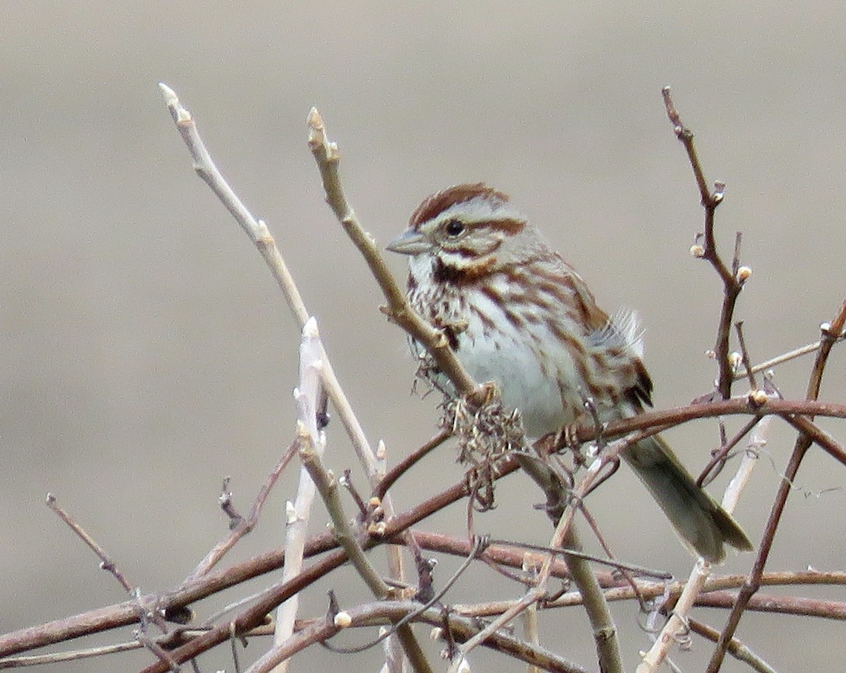 Song Sparrow - ML435546261