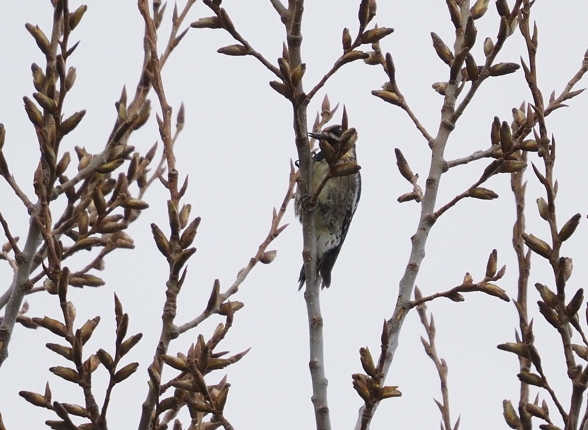 Yellow-bellied Sapsucker - ML435546441