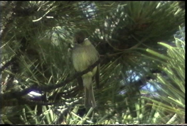 Western Flycatcher (Cordilleran) - ML435547