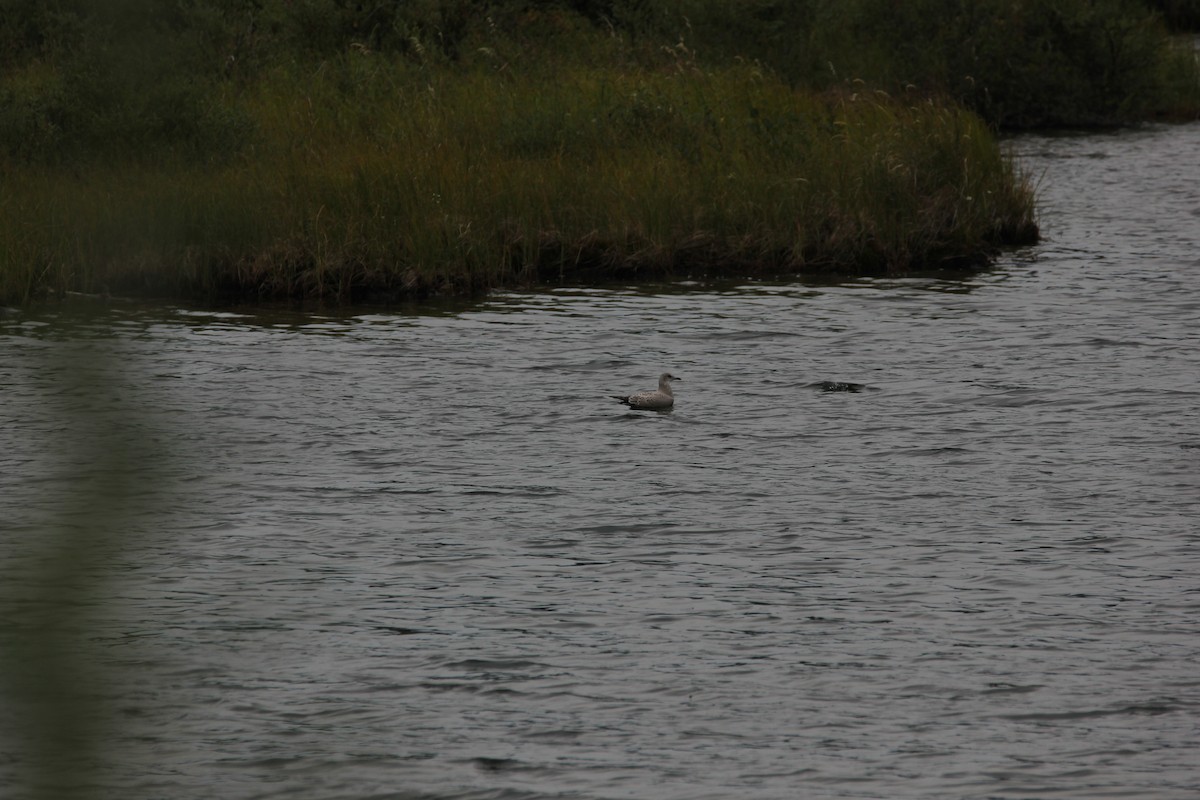 Short-billed Gull - ML435549051