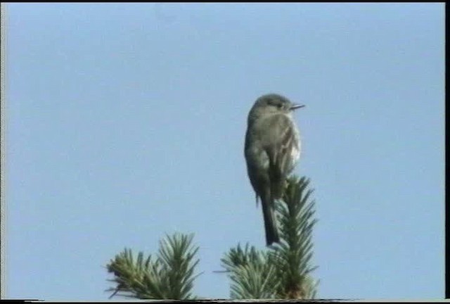 Dusky Flycatcher - ML435550