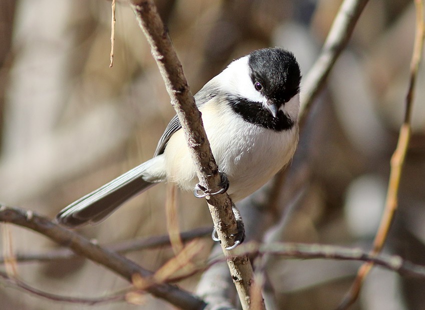 Black-capped Chickadee - ML43555011