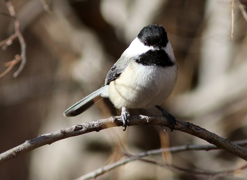 Black-capped Chickadee - ML43555021