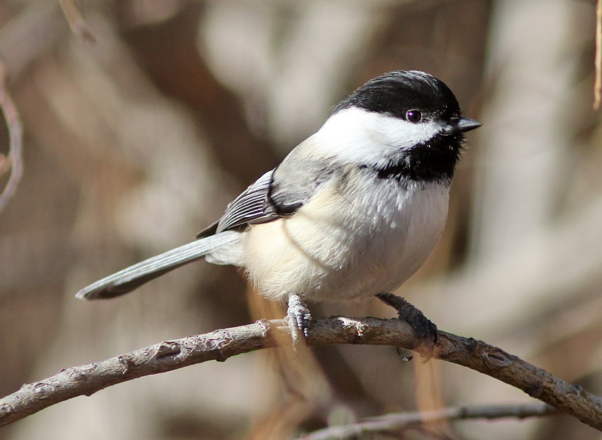 Black-capped Chickadee - ML43555031