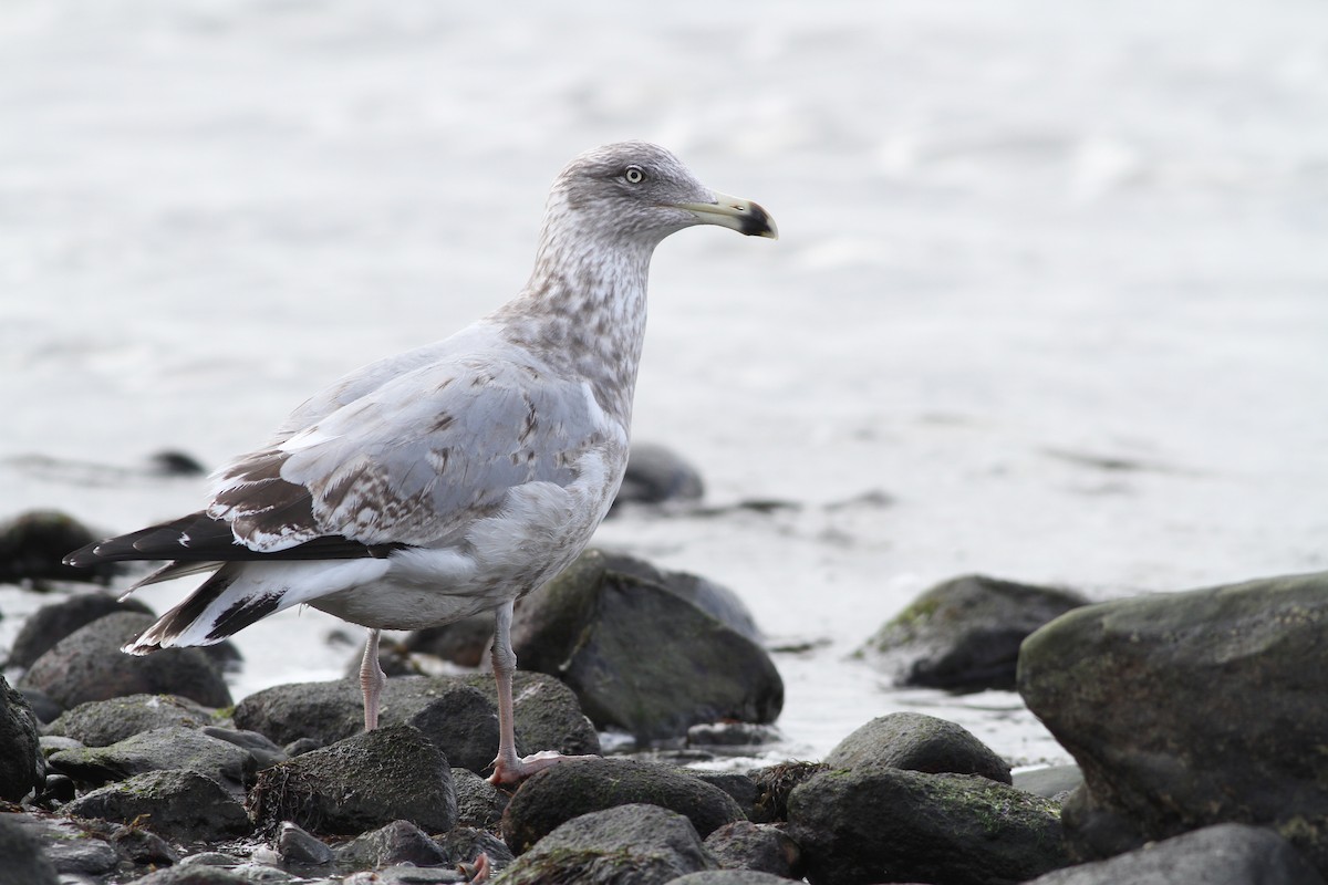 American Herring Gull - Evan Lipton