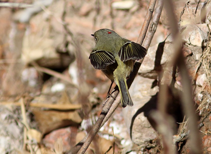 Ruby-crowned Kinglet - ML43555061