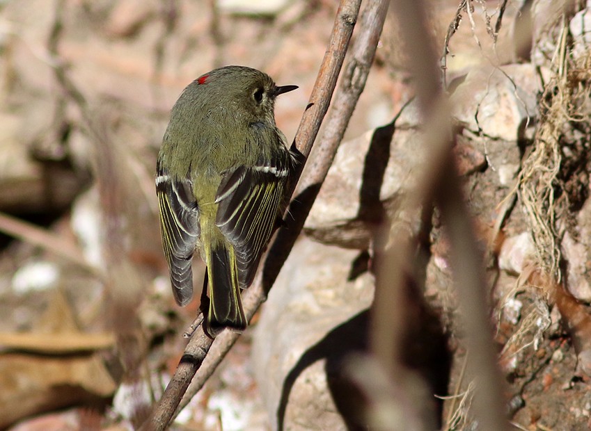 Ruby-crowned Kinglet - ML43555071