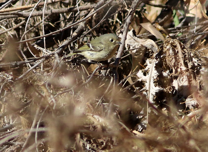 Ruby-crowned Kinglet - ML43555081