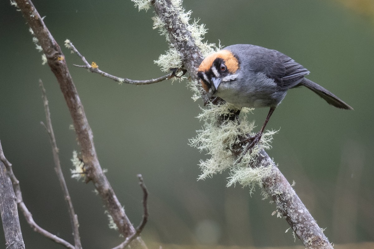 Black-spectacled Brushfinch - Ben  Lucking