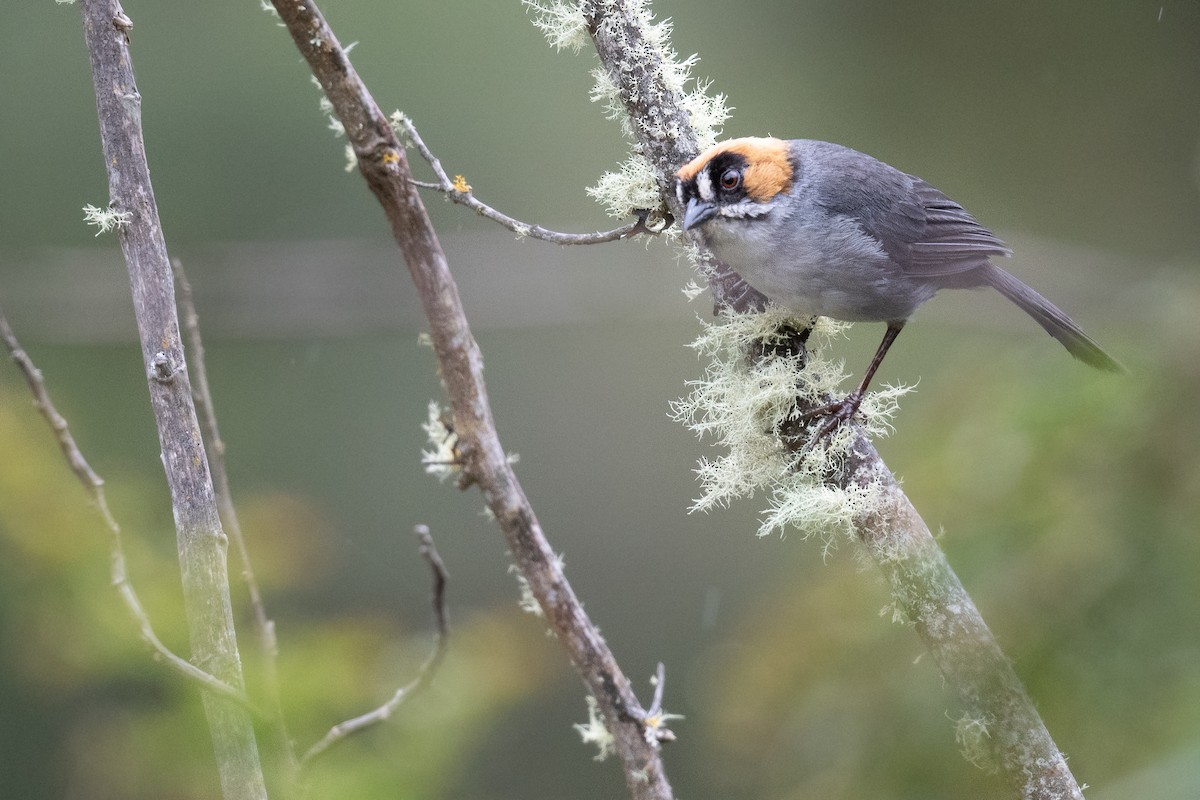 Black-spectacled Brushfinch - Ben  Lucking