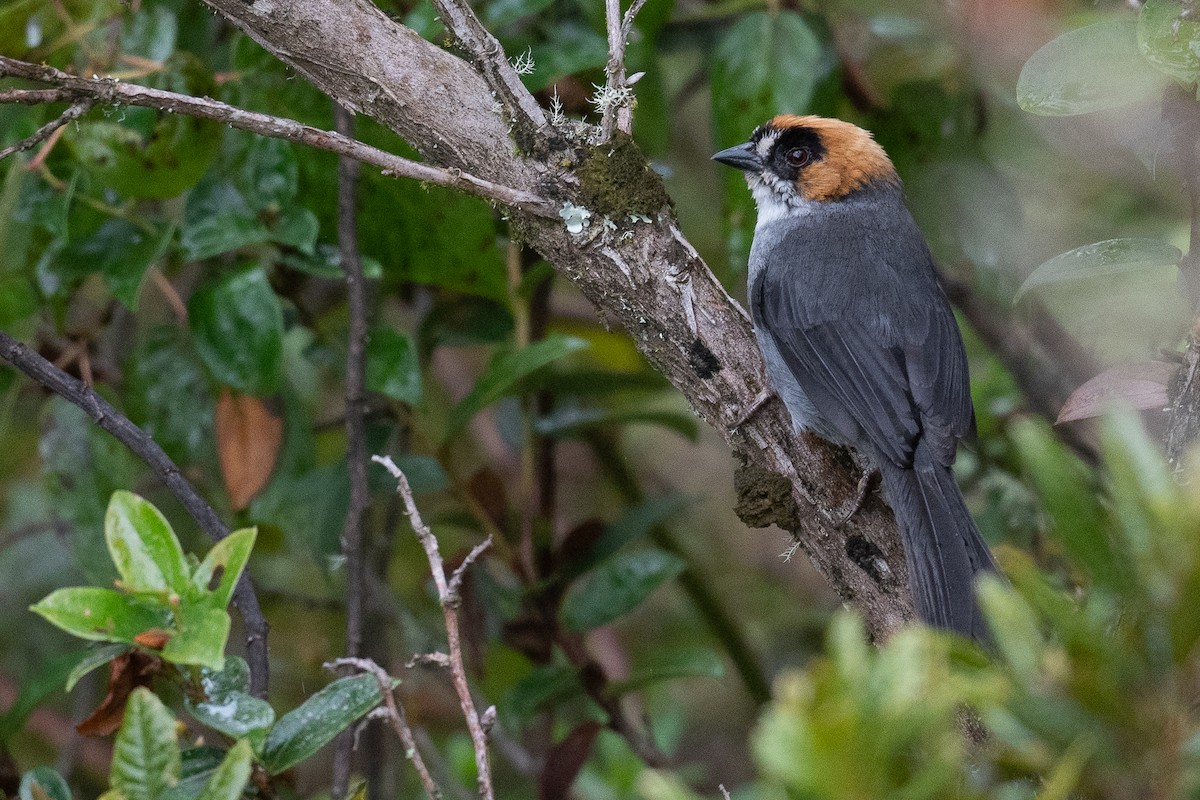 Black-spectacled Brushfinch - Ben  Lucking