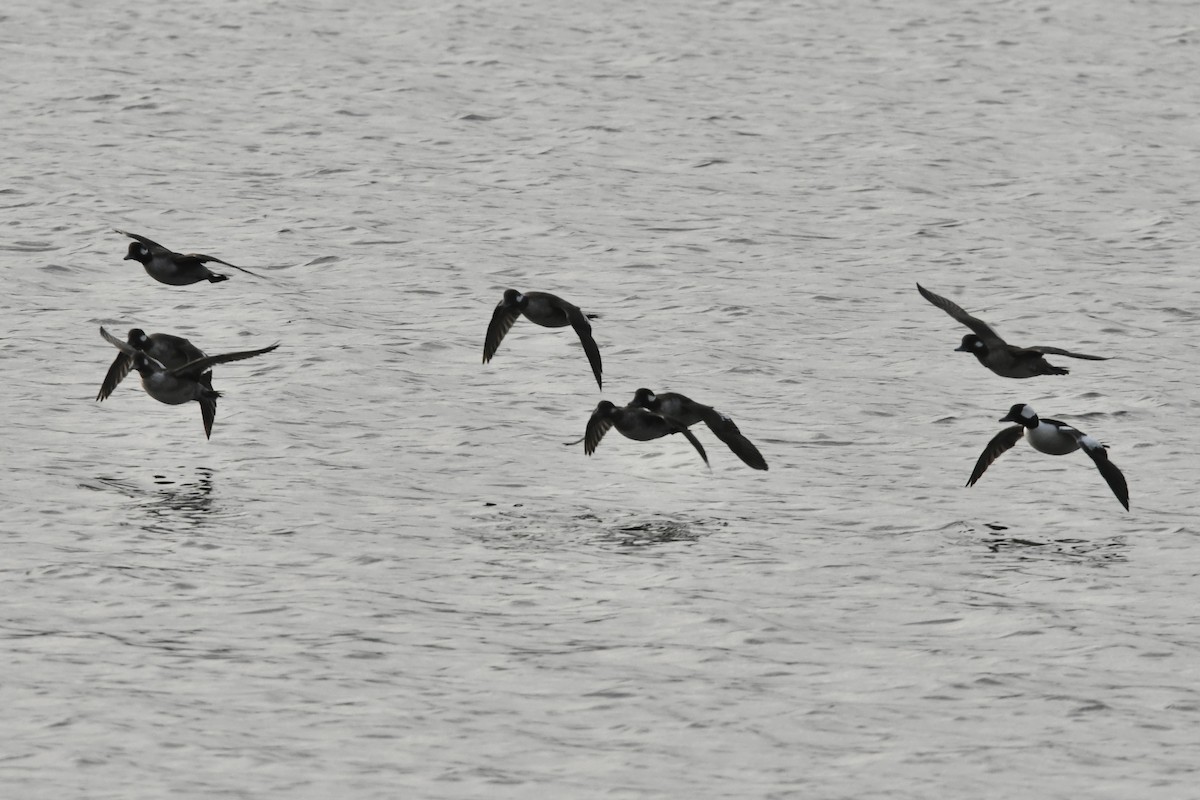 Bufflehead - ML435553591