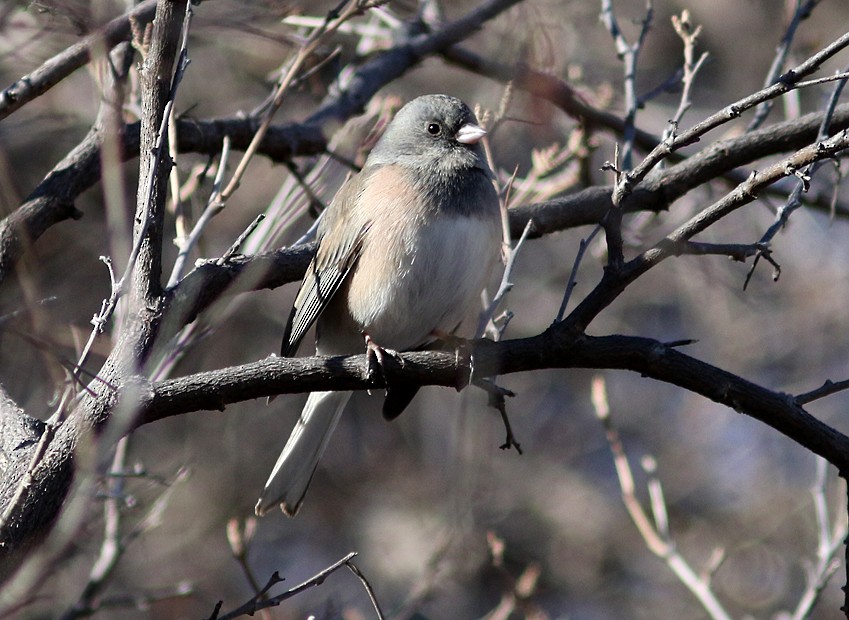 Dark-eyed Junco - ML43555381