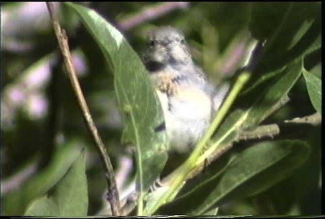 Virginia's Warbler - ML435554