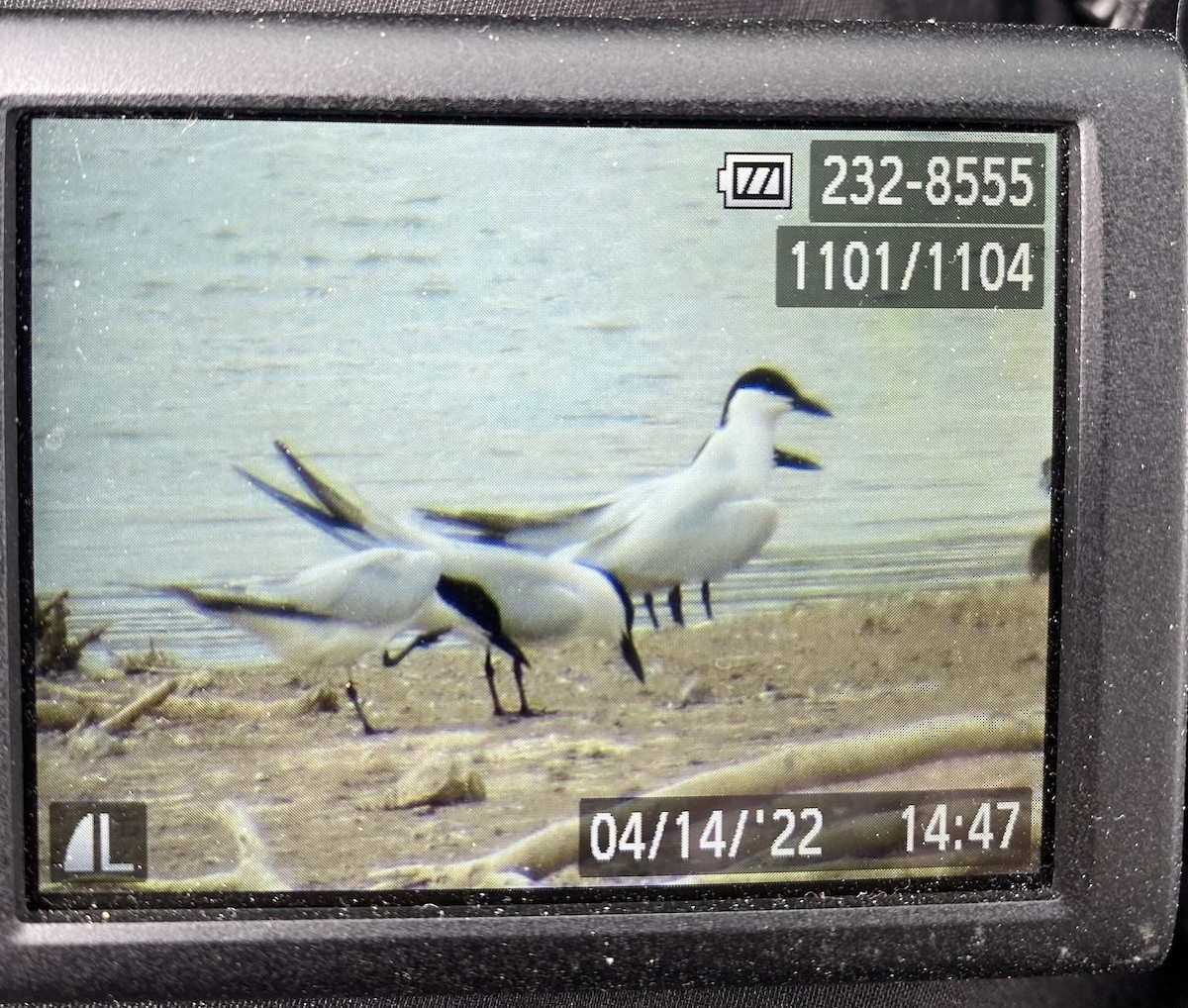 Бахим хараалай - ML435554911