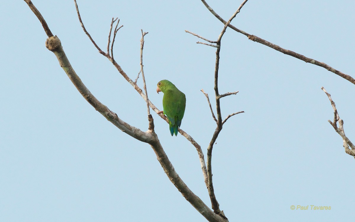 Cobalt-winged Parakeet - Paul Tavares