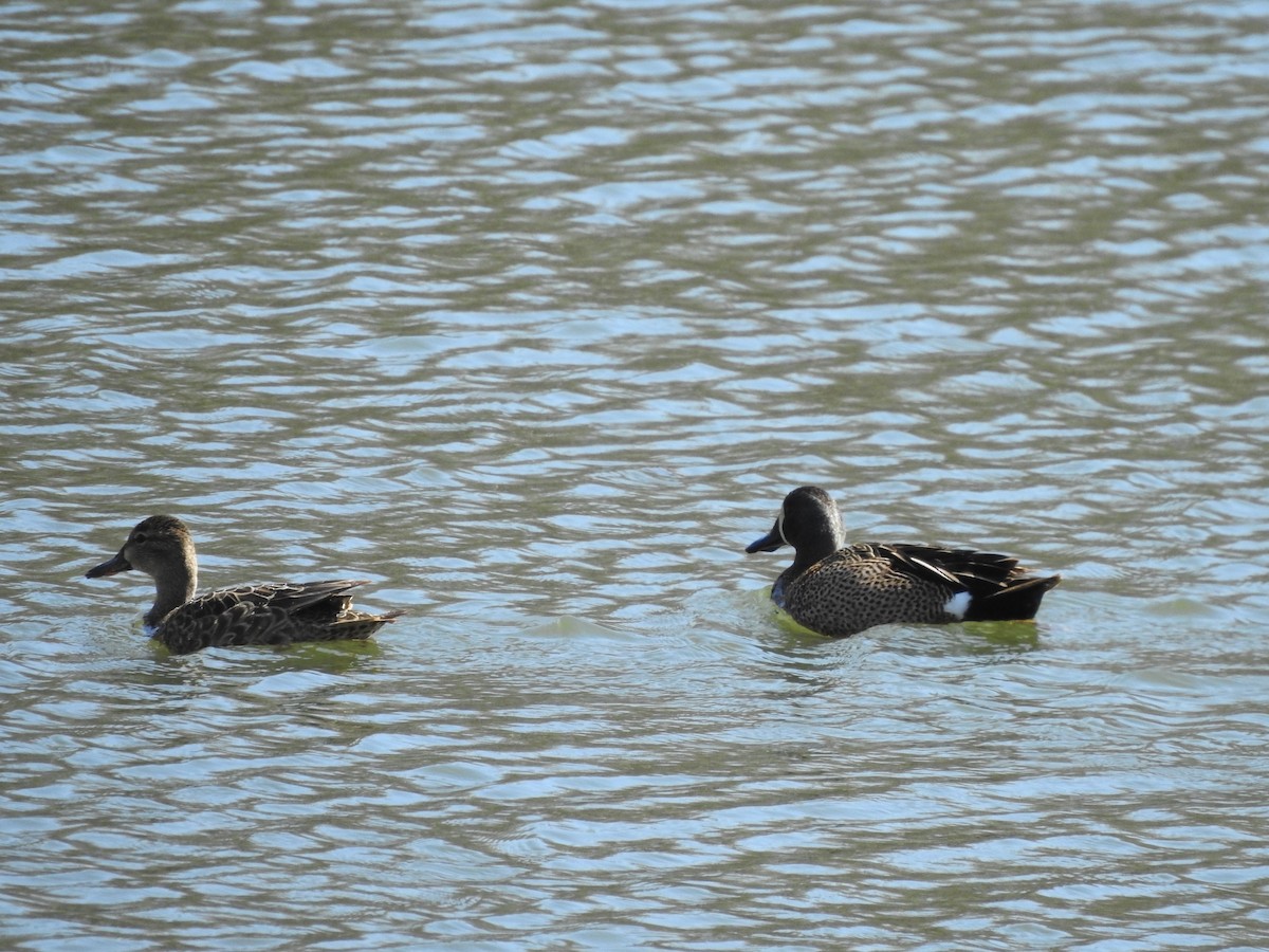 Blue-winged Teal - Joe Sudomir