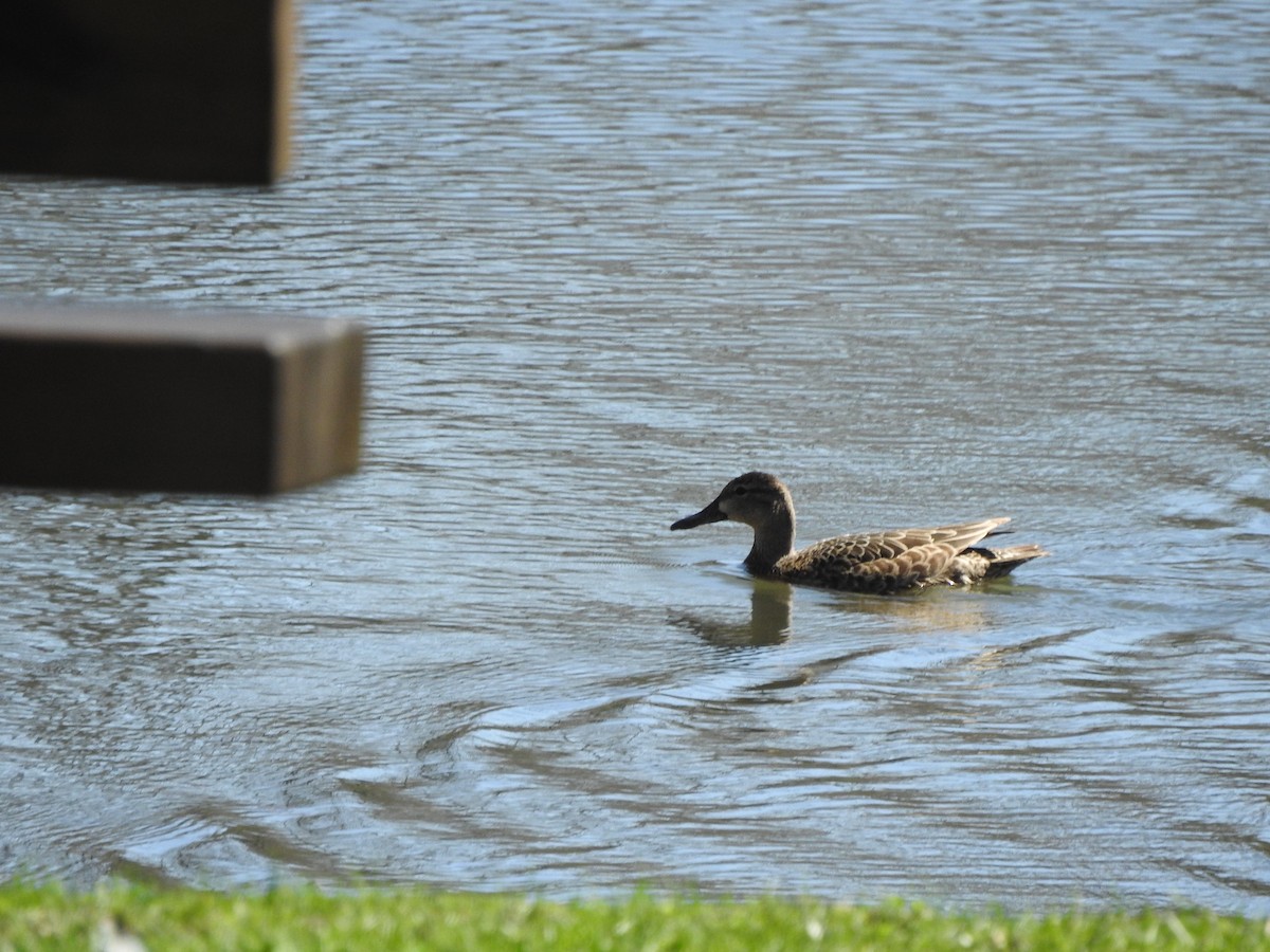 Blue-winged Teal - ML435556541