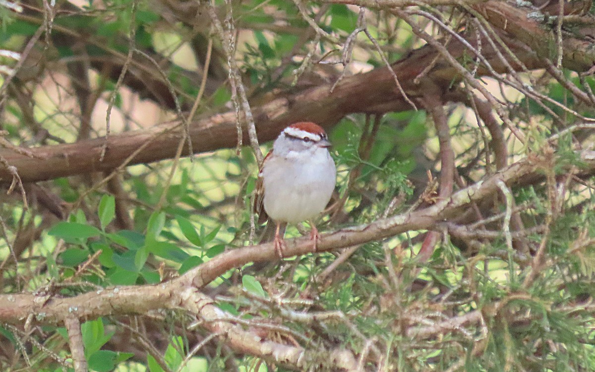 Chipping Sparrow - Jim O'Neill