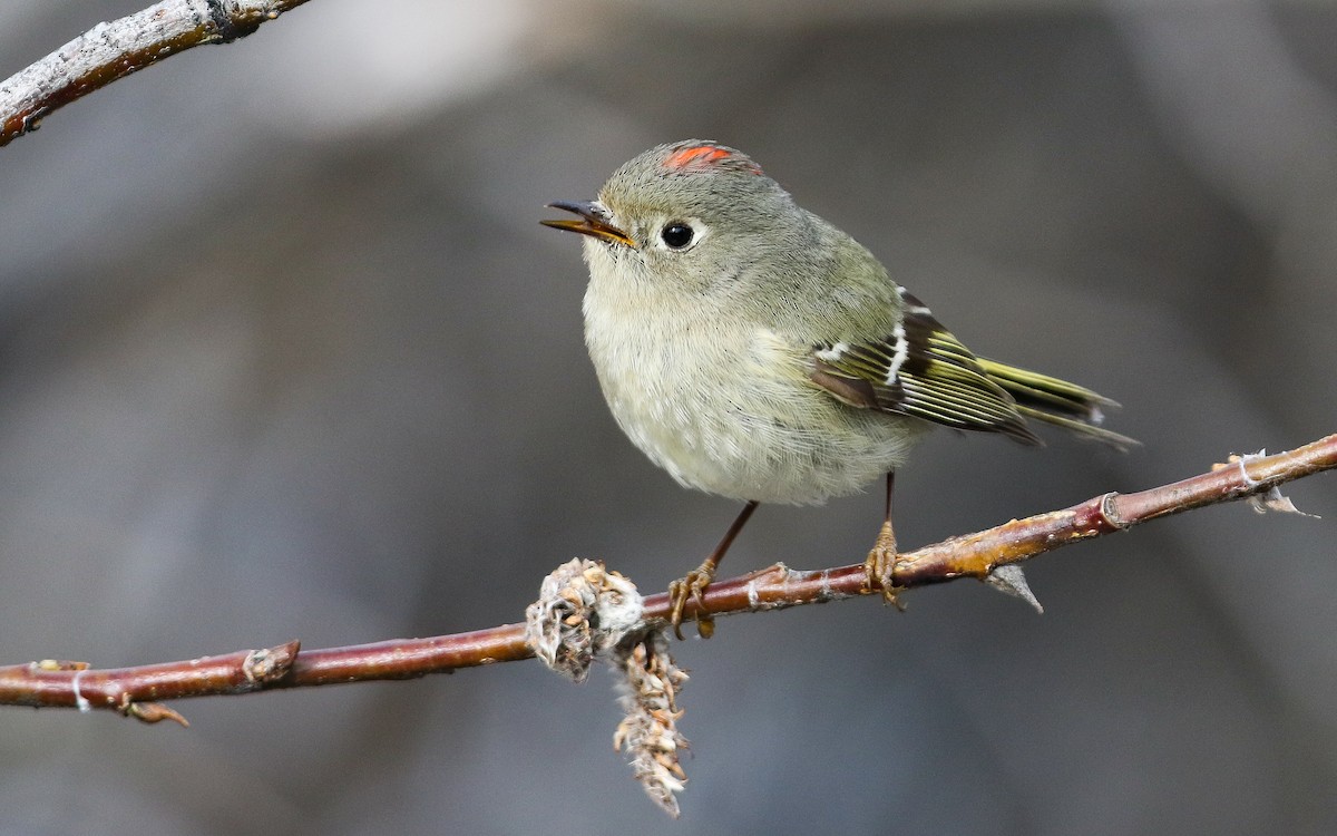 Ruby-crowned Kinglet - ML435557831