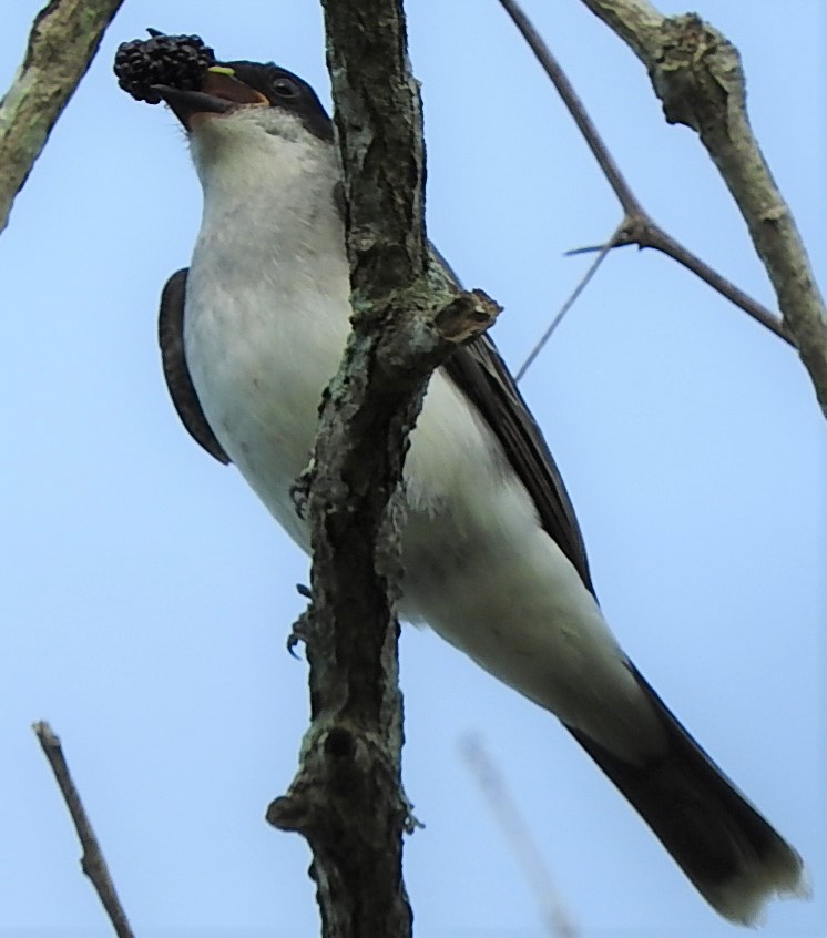 Eastern Kingbird - ML435558481