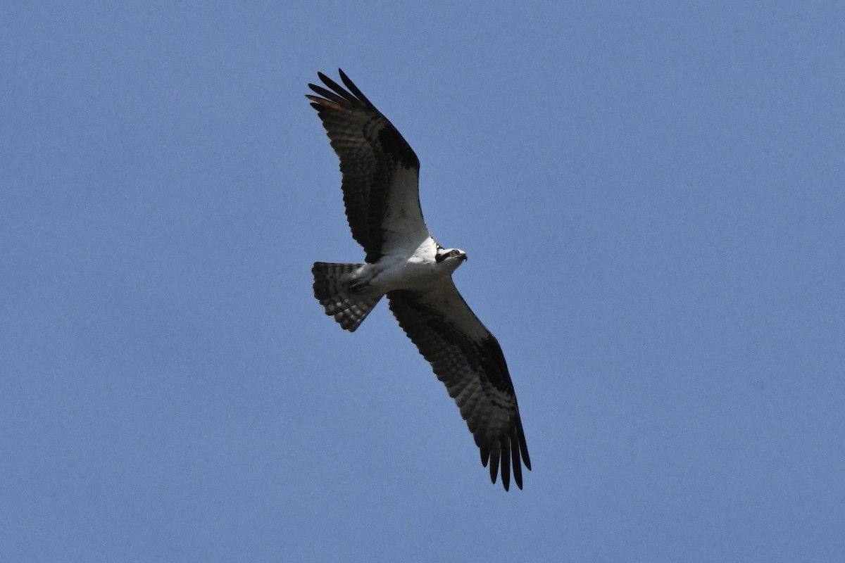 Osprey (carolinensis) - Julien Amsellem