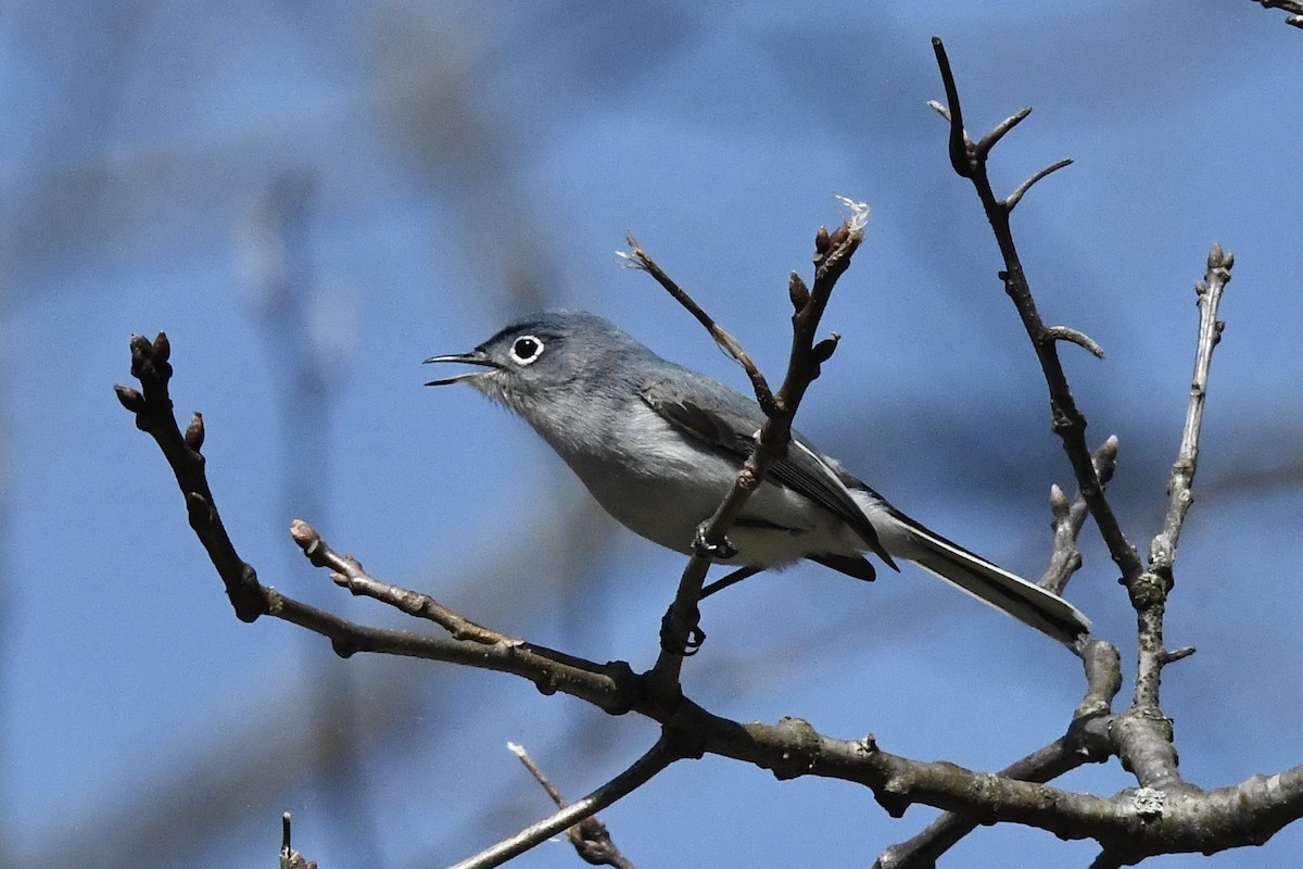 Blue-gray Gnatcatcher (Eastern) - ML435559081