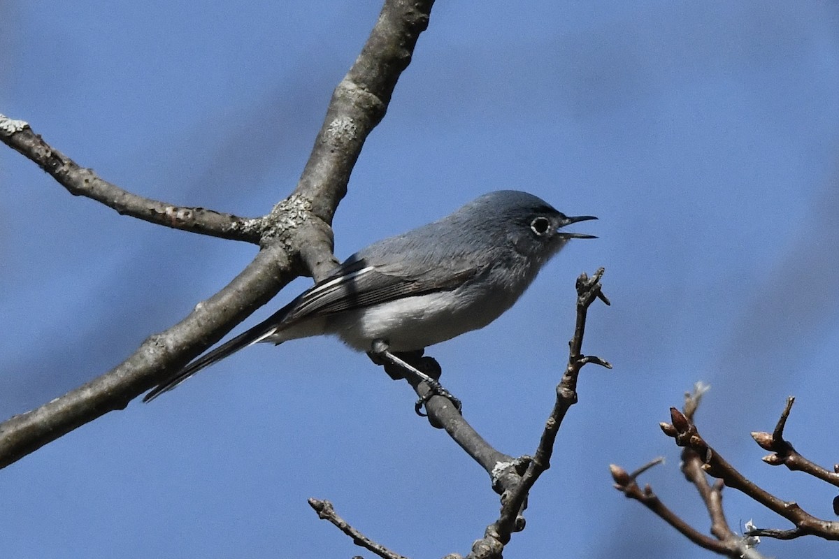 Blue-gray Gnatcatcher (Eastern) - ML435559091